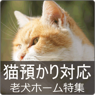 猫対応老犬ホーム